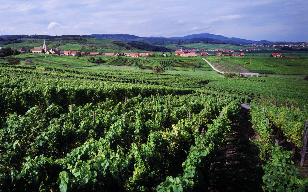 La Route des Vins d’Alsace